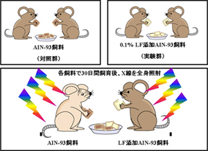 【実験1】LF添加飼料で飼育したマウスにX線を照射した後の生存率を比較