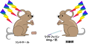 【実験2】X線を全身照射後、LFを腹腔内投与し、生存率を比較