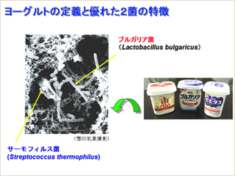 ヨーグルトの定義と優れた2菌の特徴