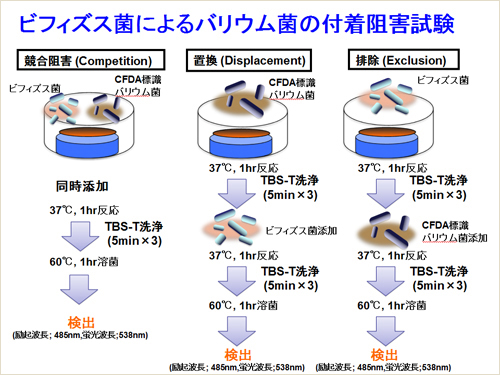 ビフィズス菌によるバリウム菌の付着阻害試験