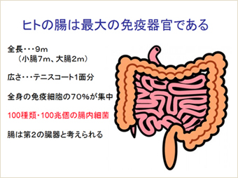 ヒトの腸は最大の免疫器官である