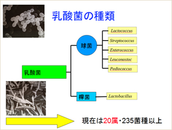 乳酸菌の種類