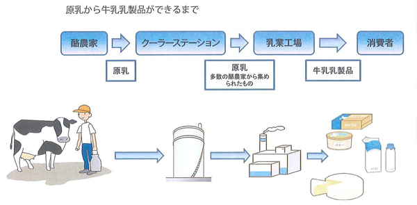 原乳から牛乳乳製品ができるまで