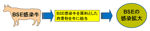 BSE感染牛 BSE感染牛を原料とした肉骨粉を牛に給与 BSEの感染拡大