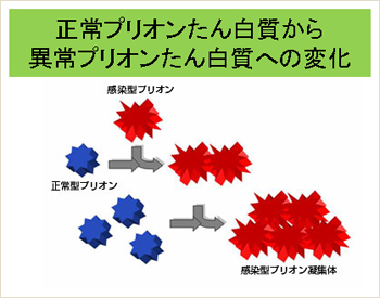 正常プリオンたん白質から異常プリオンたん白質への変化