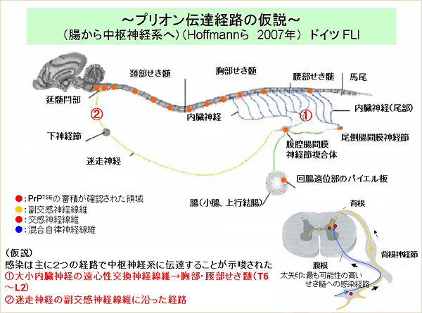 プリオン伝達経路の仮設