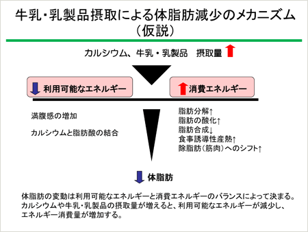 牛乳・乳製品摂取による体脂肪減少のメカニズム