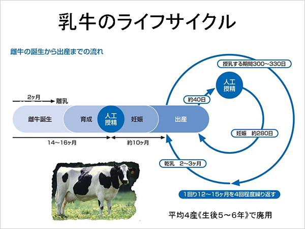 乳牛のライフサイクル