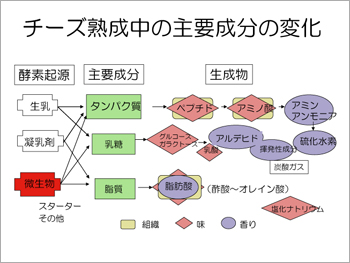 チーズ熟成中の主要成分の変化