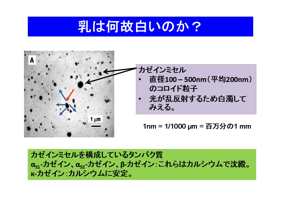 乳は何故白いのか？