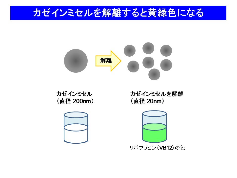 カゼインミセルを解離すると黄緑色になる