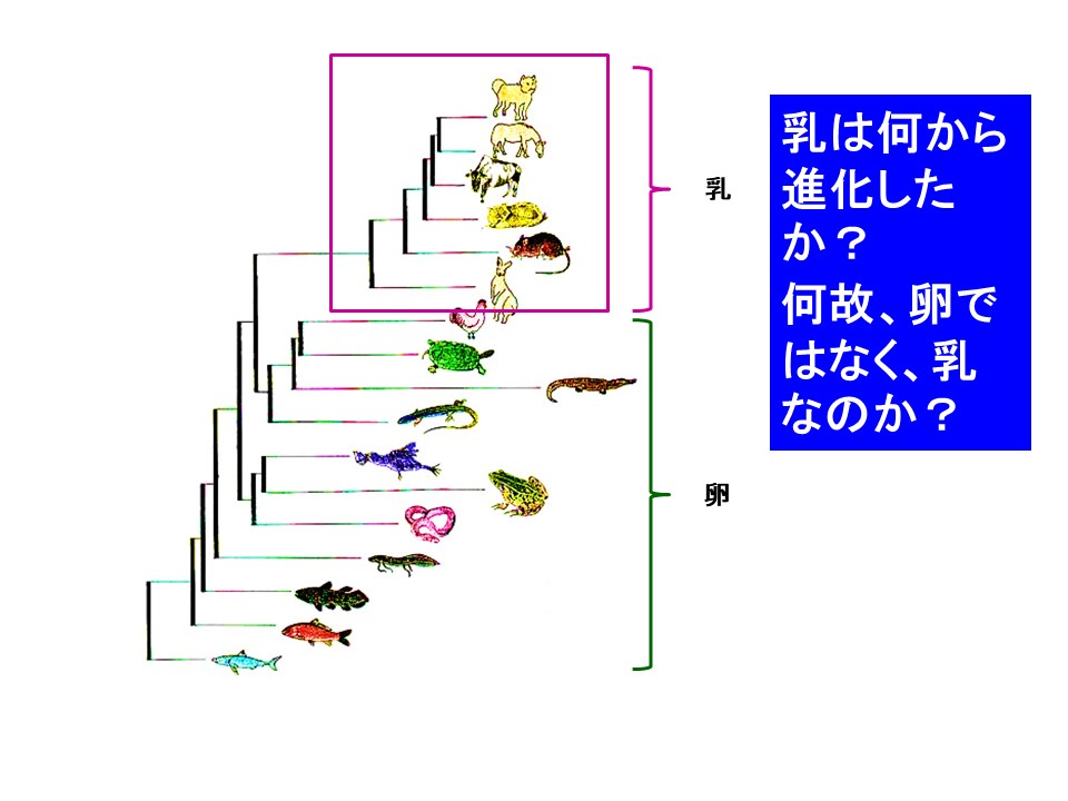 乳は何から進化したか？何故、卵ではなく、乳なのか？