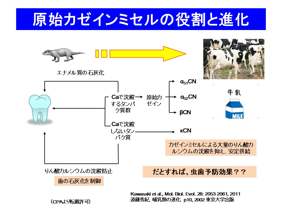 原始カゼインミセルの役割と進化