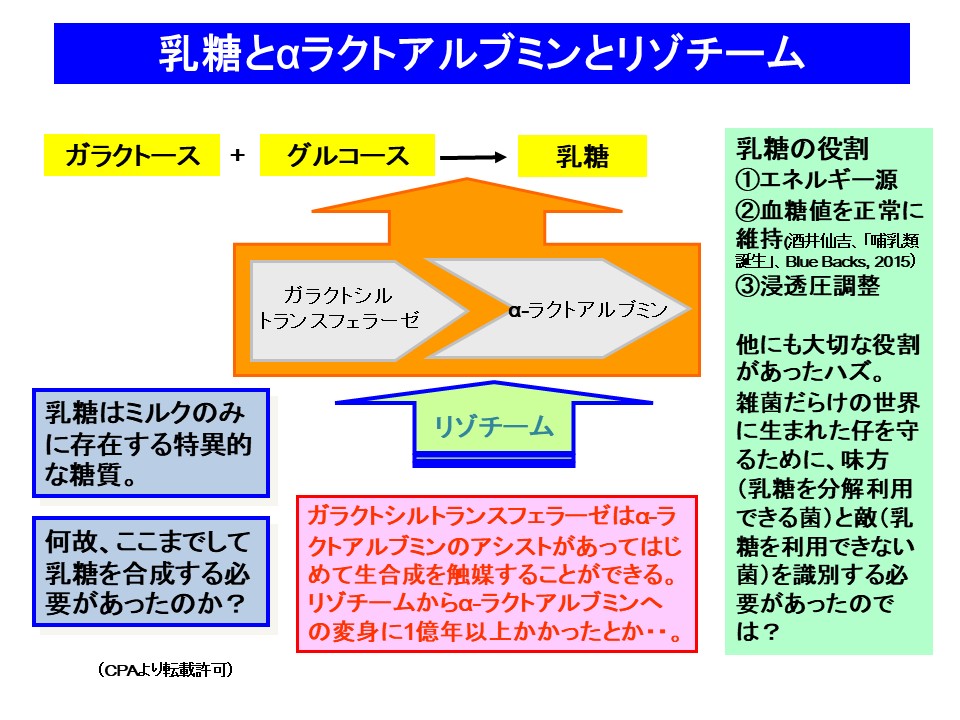 乳糖とαラクトアルバミンとリゾチーム