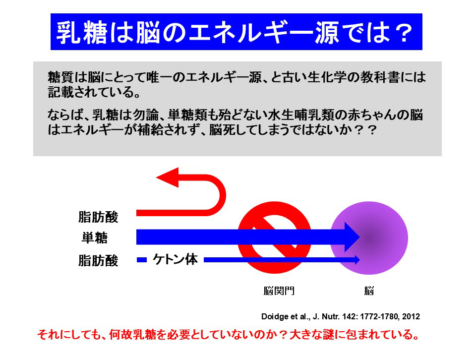 乳糖は脳のエネルギー源では?