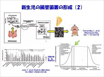 新生児の腸管菌叢の形成