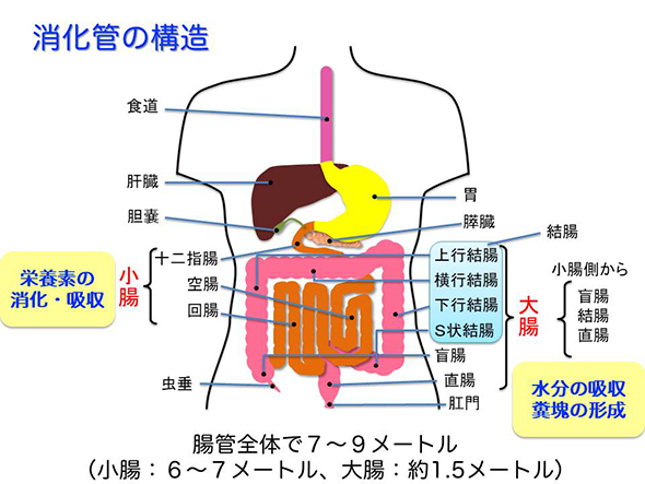消化管の構造