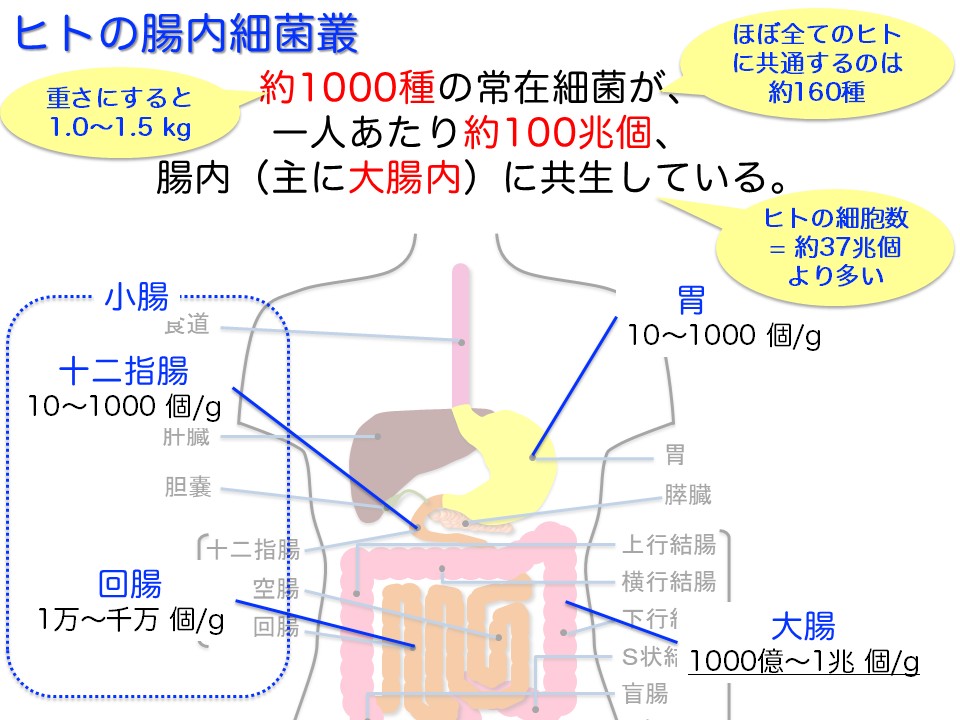 ヒトの腸内細菌叢