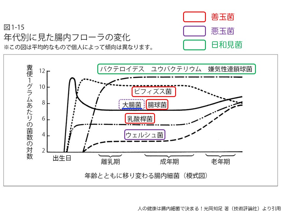 年代別に見た腸内フローラの変化