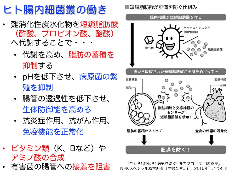 ヒト腸内細菌叢の働き