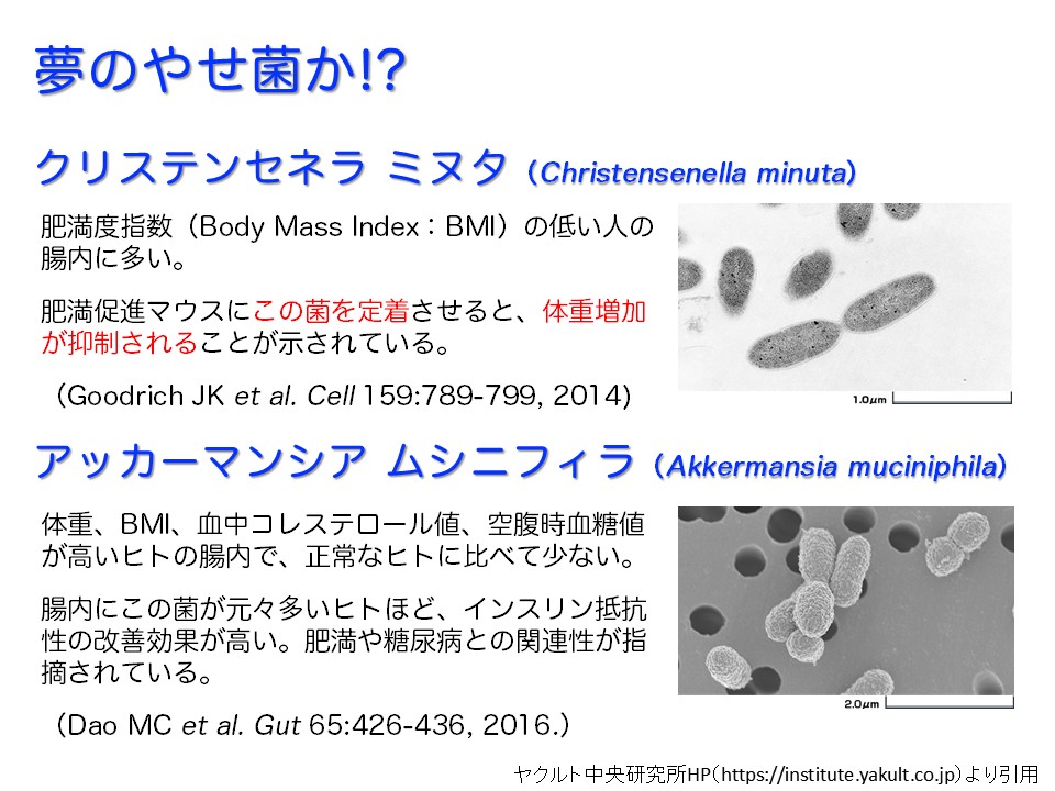 夢のやせ菌か