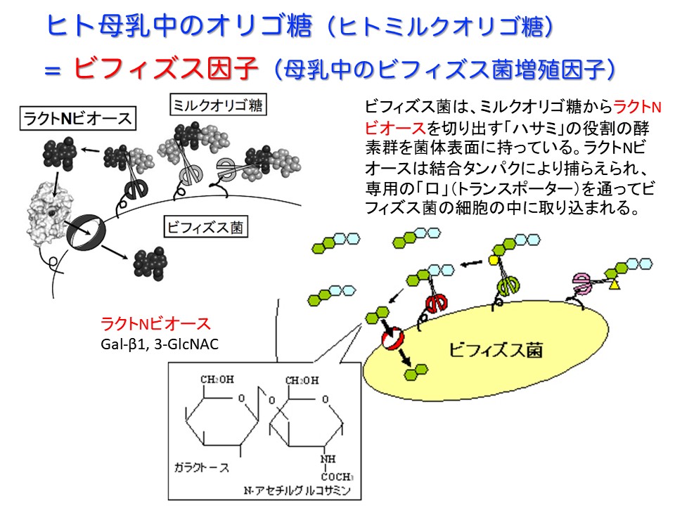 ヒト母乳中のオリゴ糖