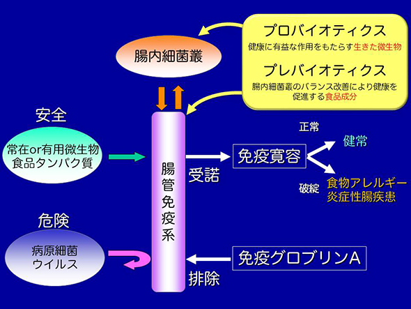 腸菅免疫系