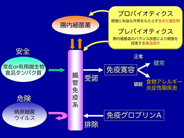 腸内免疫系