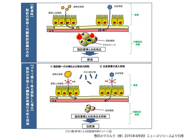 肥満児 ガセリ菌SP株を摂取した場合