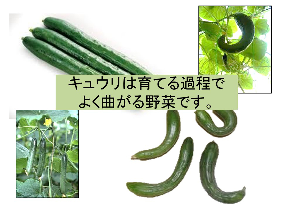 キュウリは育てる過程でよく曲がる野菜です