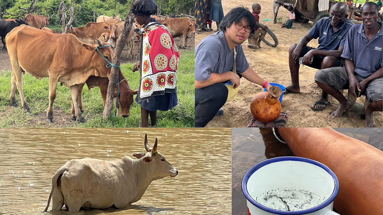 ケニアのマサイ族、ザンビアのトンガ族などアフリカの牛飼いめぐり