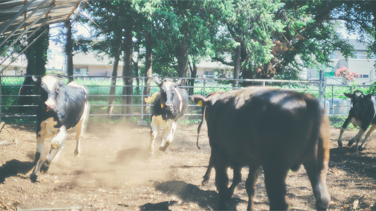 東京農工大学のミルク
