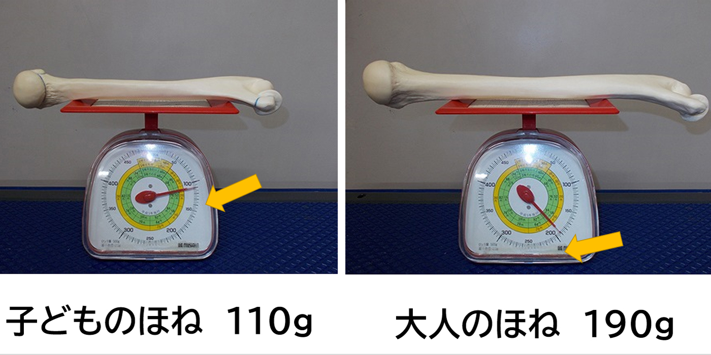 ほねの3つのヒミツ